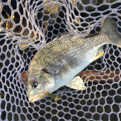 淀川ブリームゲーム もうすぐ春かな？