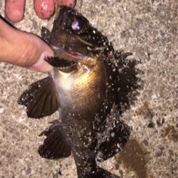 昨日に引き続きメバリング