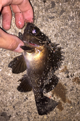 昨日に引き続きメバリング