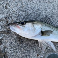 いつもので小粒シーバス