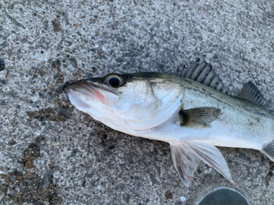 いつもので小粒シーバス