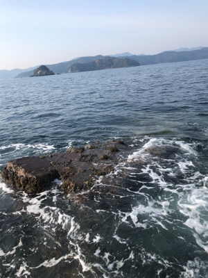 徳島でチヌ