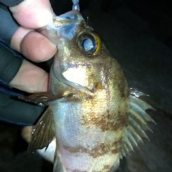 夕まずめメバリング