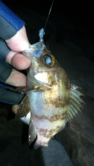 夕まずめメバリング