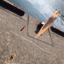 キスの投げ釣り