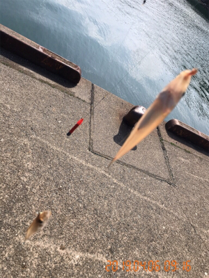 キスの投げ釣り