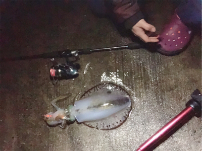 ミズイカ自己新記録釣れました
