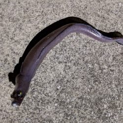 クロアナゴ大漁！笑