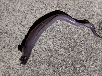 クロアナゴ大漁！笑