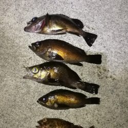 短時間メバリング