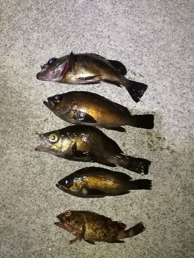 短時間メバリング