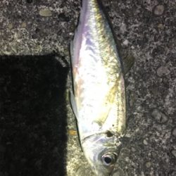 憧れの串本大島にて!