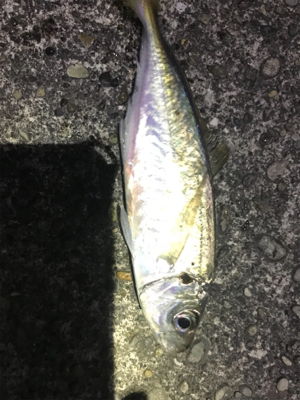 憧れの串本大島にて!