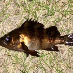 アジンガー1835〜1935