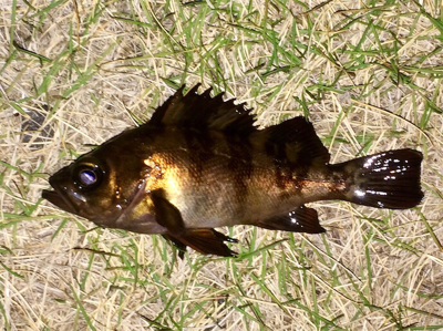 アジンガー1835〜1935