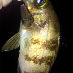 アジンガー1855〜1935