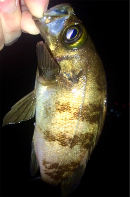 アジンガー1855〜1935