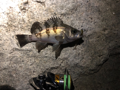 サーフメバリング