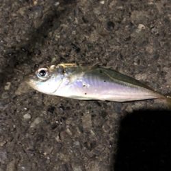 ナイトアジング