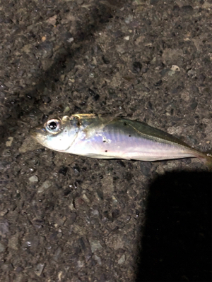 ナイトアジング