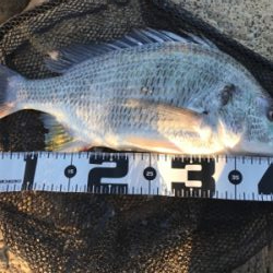 爆風黄チニング