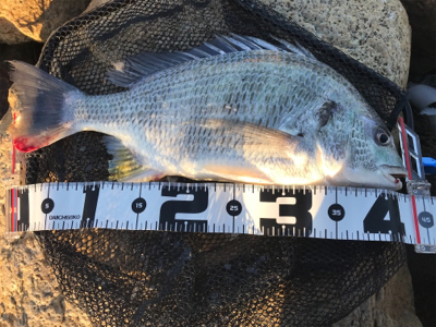 爆風黄チニング