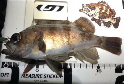 爆絶ウィンドライトゲーム