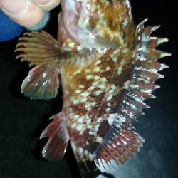 ナイトメバリング