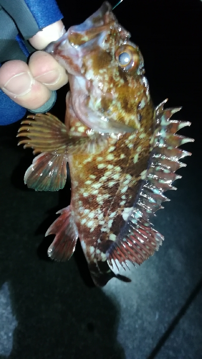 ナイトメバリング