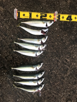 メタルジグでサバ