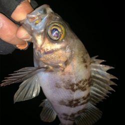 ショートバイト？