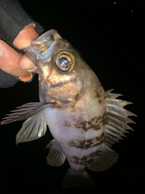 ショートバイト？