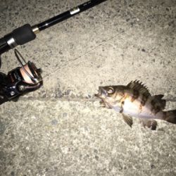 この時期にサバ？