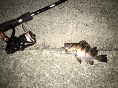 この時期にサバ？