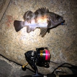 シャローメバリング