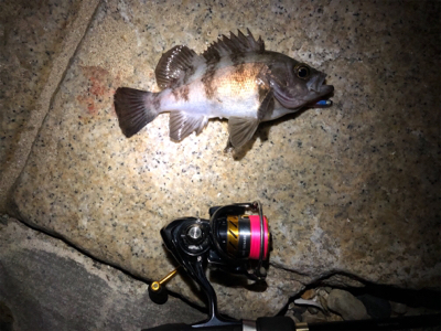 シャローメバリング