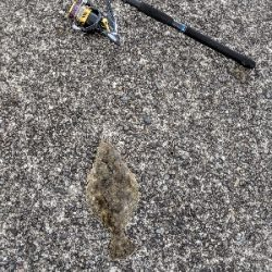 桂浜突堤ヒラメ