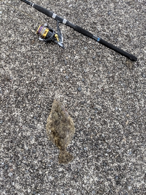 桂浜突堤ヒラメ