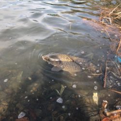 鯉がルアーで…