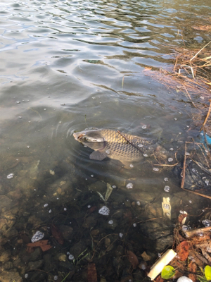 鯉がルアーで…