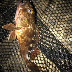 何とかミニガシラでボウズ逃れ^^;