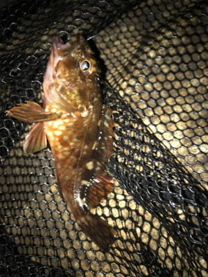 何とかミニガシラでボウズ逃れ^^;