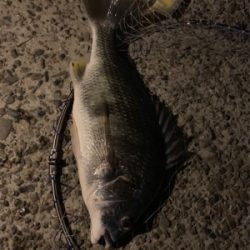 久しぶりのキビレ