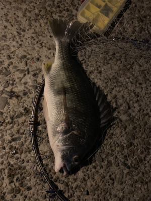 久しぶりのキビレ