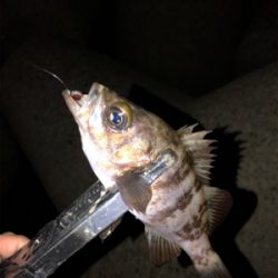 ちびっ子フィーバー