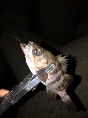 ちびっ子フィーバー