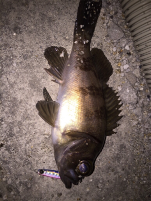 ジグでのメバリング