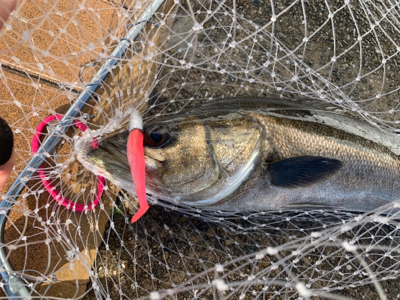 嵐の３日明けシーバス♫