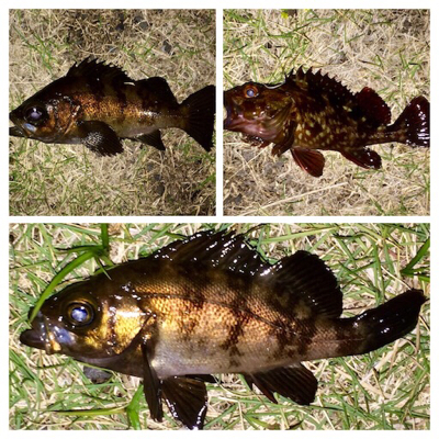 メバリンガー1830〜1930