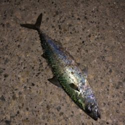 サバ祭り チョイとチーバス